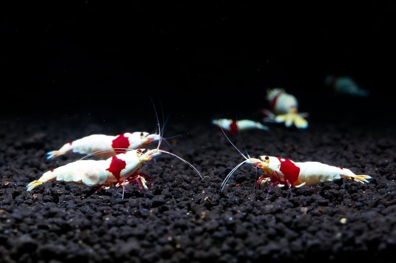 Popcorn Shrimp